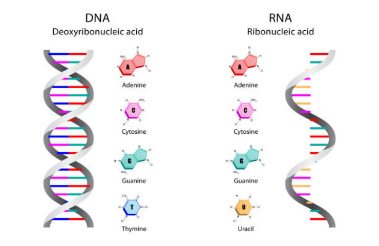 Strutture del DNA e dell'RNA