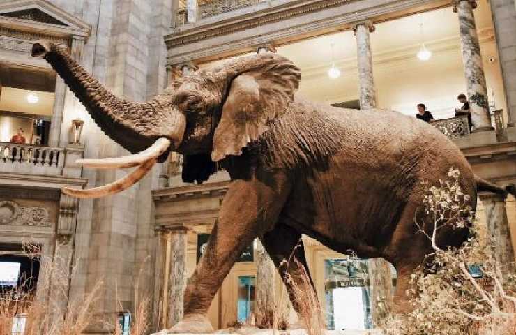 La ricostruzione di un elefante al Natural Museum of Art a New York